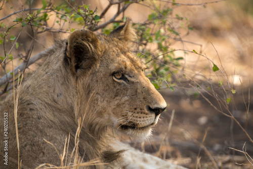 Fototapeta Naklejka Na Ścianę i Meble -  Lion, Lionne, Panthera leo, Parc national Kruger, Afrique du Sud