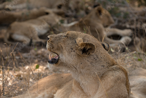 Fototapeta Naklejka Na Ścianę i Meble -  Lion, Lionne, Panthera leo, Parc national Kruger, Afrique du Sud