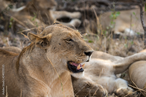 Fototapeta Naklejka Na Ścianę i Meble -  Lion, Lionne, Panthera leo, Parc national Kruger, Afrique du Sud
