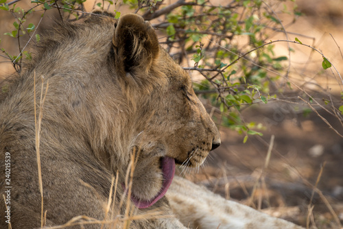 Fototapeta Naklejka Na Ścianę i Meble -  Lion, Lionne, Panthera leo, Parc national Kruger, Afrique du Sud