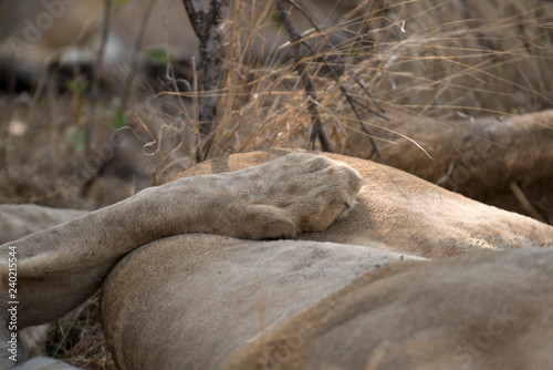 Fototapeta Naklejka Na Ścianę i Meble -  Lion, Lionne, Panthera leo, Parc national Kruger, Afrique du Sud