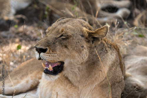 Fototapeta Naklejka Na Ścianę i Meble -  Lion, Lionne, Panthera leo, Parc national Kruger, Afrique du Sud