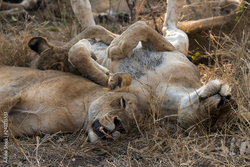 Fototapeta Naklejka Na Ścianę i Meble -  Lion, Lionne, Panthera leo, Parc national Kruger, Afrique du Sud