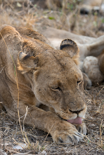 Fototapeta Naklejka Na Ścianę i Meble -  Lion, Lionne, Panthera leo, Parc national Kruger, Afrique du Sud