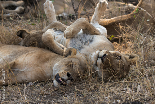 Fototapeta Naklejka Na Ścianę i Meble -  Lion, Lionne, Panthera leo, Parc national Kruger, Afrique du Sud