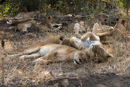 Fototapeta Naklejka Na Ścianę i Meble -  Lion, Lionne, Panthera leo, Parc national Kruger, Afrique du Sud