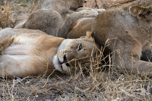 Fototapeta Naklejka Na Ścianę i Meble -  Lion, Lionne, Panthera leo, Parc national Kruger, Afrique du Sud