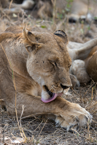 Fototapeta Naklejka Na Ścianę i Meble -  Lion, Lionne, Panthera leo, Parc national Kruger, Afrique du Sud