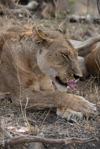 Fototapeta Naklejka Na Ścianę i Meble -  Lion, Lionne, Panthera leo, Parc national Kruger, Afrique du Sud