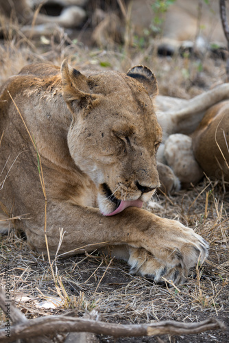 Fototapeta Naklejka Na Ścianę i Meble -  Lion, Lionne, Panthera leo, Parc national Kruger, Afrique du Sud