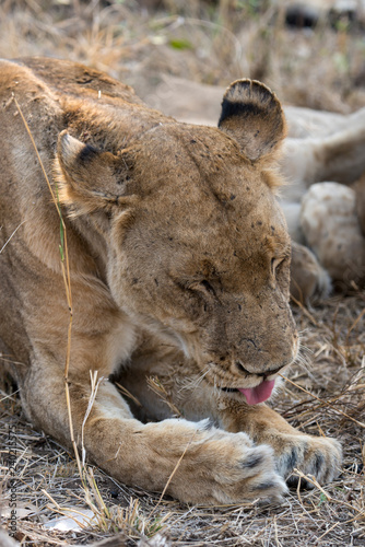 Fototapeta Naklejka Na Ścianę i Meble -  Lion, Lionne, Panthera leo, Parc national Kruger, Afrique du Sud