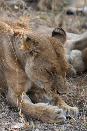 Fototapeta Naklejka Na Ścianę i Meble -  Lion, Lionne, Panthera leo, Parc national Kruger, Afrique du Sud
