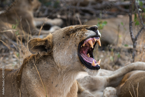 Fototapeta Naklejka Na Ścianę i Meble -  Lion, Lionne, Panthera leo, Parc national Kruger, Afrique du Sud