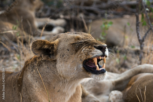 Fototapeta Naklejka Na Ścianę i Meble -  Lion, Lionne, Panthera leo, Parc national Kruger, Afrique du Sud