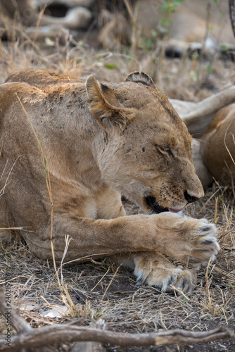 Fototapeta Naklejka Na Ścianę i Meble -  Lion, Lionne, Panthera leo, Parc national Kruger, Afrique du Sud