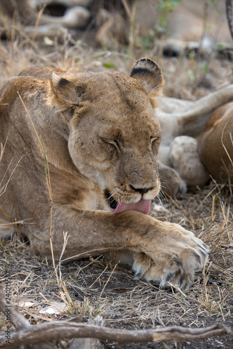 Fototapeta Naklejka Na Ścianę i Meble -  Lion, Lionne, Panthera leo, Parc national Kruger, Afrique du Sud