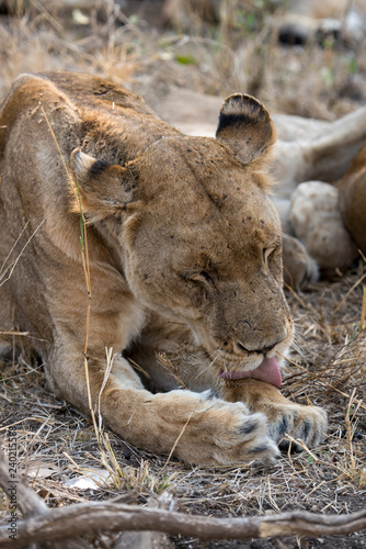 Fototapeta Naklejka Na Ścianę i Meble -  Lion, Lionne, Panthera leo, Parc national Kruger, Afrique du Sud