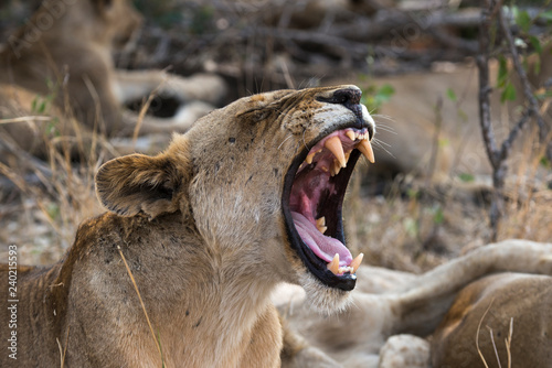 Fototapeta Naklejka Na Ścianę i Meble -  Lion, Lionne, Panthera leo, Parc national Kruger, Afrique du Sud