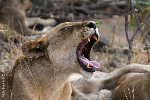 Fototapeta Naklejka Na Ścianę i Meble -  Lion, Lionne, Panthera leo, Parc national Kruger, Afrique du Sud