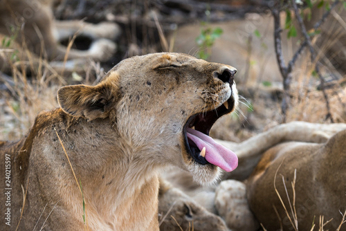 Fototapeta Naklejka Na Ścianę i Meble -  Lion, Lionne, Panthera leo, Parc national Kruger, Afrique du Sud