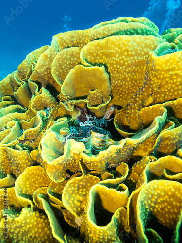 Coral reef with yellow turbinaria mesenterina at the bottom of tropical sea photo