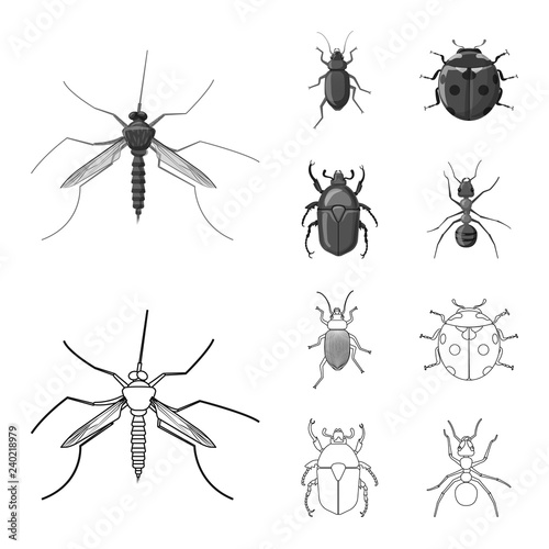 Vector illustration of insect and fly sign. Collection of insect and element stock vector illustration. © Svitlana