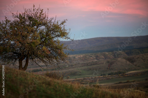 Tree on a hillside at sunset