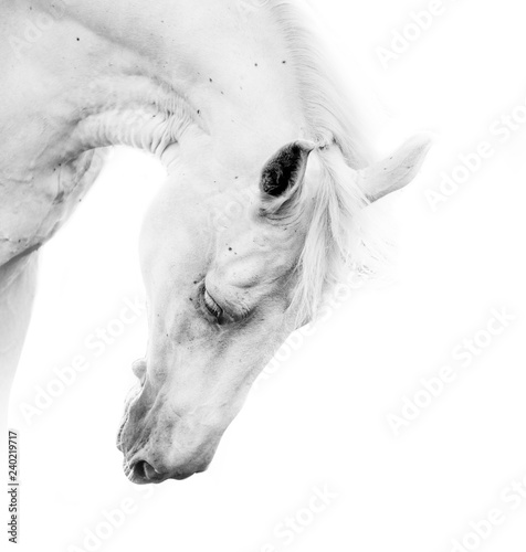 Obraz na plátně Beautiful white horse