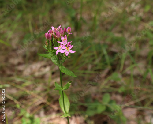 Centaurium erythraea is a species of flowering plant known by the common names common centaury and European centaury. Delicate pink flowers on a plant growing in a meadow. Medicinal herb.