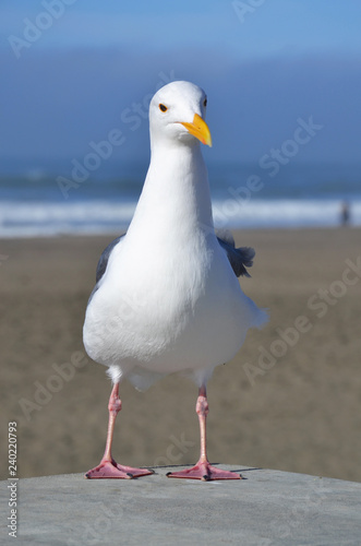Portrait of a wild seagull