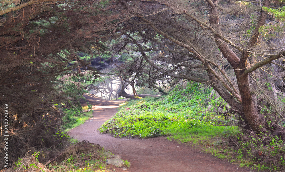 Hiking trail near California coast Hiking trail near California coast