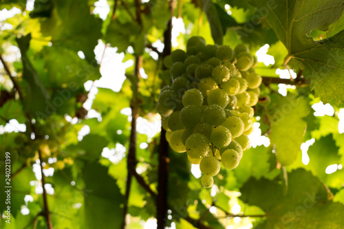 Wine grapes in vineyard raw ready for harvest. grapes with water droplets 