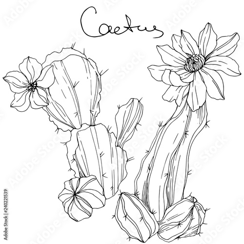 Vector Cacti floral botanical flower. Black and white engraved ink art. Isolated cacti illustration element.