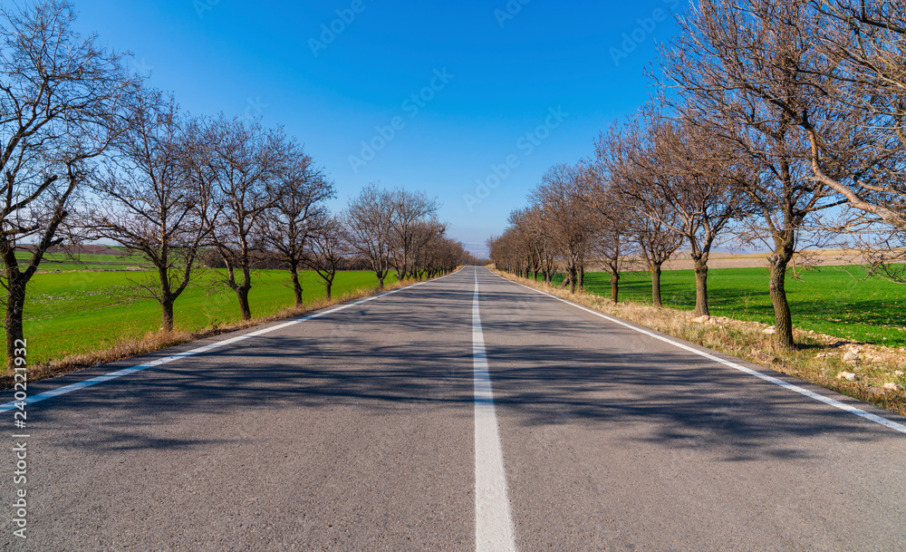 Fototapeta premium Symmetric asphalt path in between rows of trees and green fields