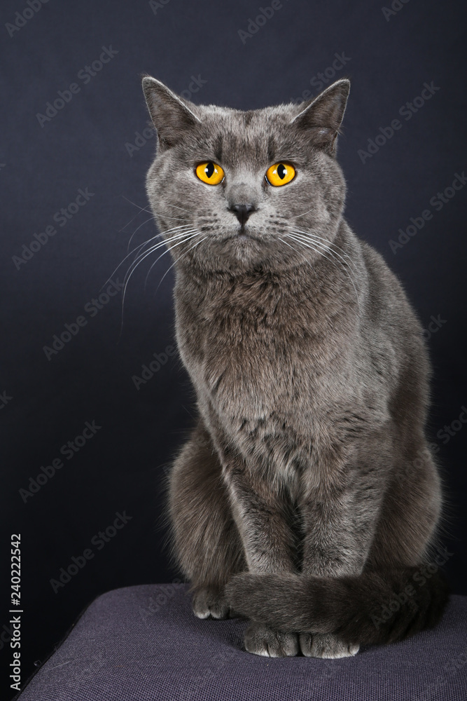 Obraz premium chat, animal, chaton, animal de compagnie, joli, domestique, isolé, britannique, fourrure, blanc, gris, gris, portrait, chat, cheveux courts, jeune, être assis, chat tigré, regardant, mammifère, anima