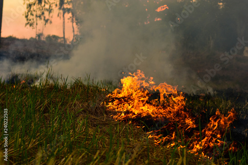 Farmers burn straw and hay during the dry season to destroy pests before planting new crops.   © neenawat555
