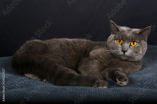 chat, animal, chaton, animal de compagnie, joli, domestique, isolé, britannique, fourrure, blanc, gris, gris, portrait, chat, cheveux courts, jeune, être assis, chat tigré, regardant, mammifère, anima