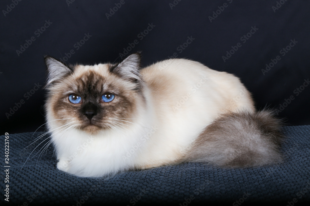Chat Chaton Animal De Compagnie Animal Blanc Joli Domestique Persan Fourrure Chat Duveteux Adorable Isole Yeux Portrait Bleu Jeune Bebe Animal De Compagnie Race Mammifere Oeil Ble Stock Photo Adobe Stock