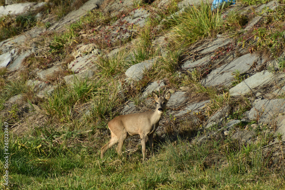 Roebuck with antlers walking and jumping on the meadow rock hill Roebuck with antlers walking and jumping on the meadow rock hill