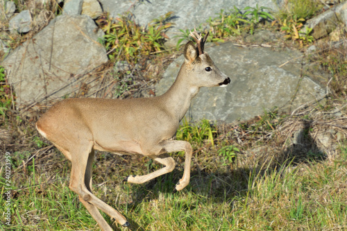 Roebuck  with antlers  walking and jumping on the meadow rock hill