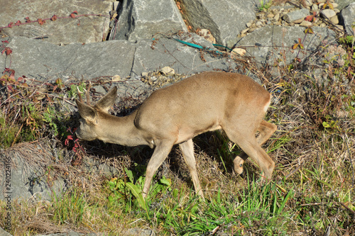 Roebuck  with antlers  walking and jumping on the meadow rock hill