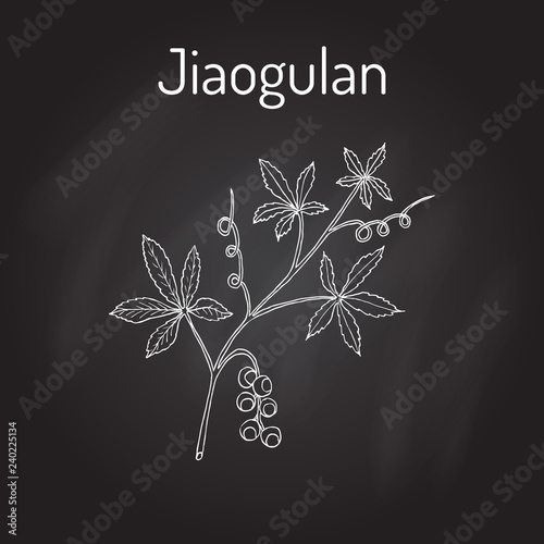 Jiaogulan Gynostemma pentaphyllum , medicinal plant