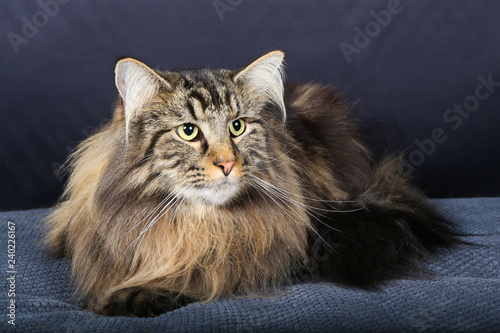 Chat Chaton Blanc Animal De Compagnie Animal Joli Felidae Chat Fourrure Domestique Jeune Adorable Duveteux Persan Bleu Portrait Oeil Bleu Yeux Beau Bebe Ragdoll Mammifere Neva P Stock Photo Adobe Stock Chat Chaton Blanc Animal De Compagnie Animal Joli Felidae Chat Fourrure Domestique Jeune Adorable Duveteux Persan Bleu Portrait Oeil Bleu Yeux Beau Bebe Ragdoll Mammifere Neva P Stock Photo Adobe Stock
