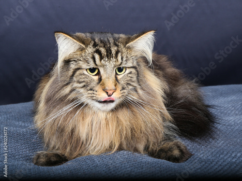 Chat Chaton Blanc Animal De Compagnie Animal Joli Felidae Chat Fourrure Domestique Jeune Adorable Duveteux Persan Bleu Portrait Oeil Bleu Yeux Beau Bebe Ragdoll Mammifere Neva P Stock Photo Adobe Stock Chat Chaton Blanc Animal De Compagnie Animal Joli Felidae Chat Fourrure Domestique Jeune Adorable Duveteux Persan Bleu Portrait Oeil Bleu Yeux Beau Bebe Ragdoll Mammifere Neva P Stock Photo Adobe Stock