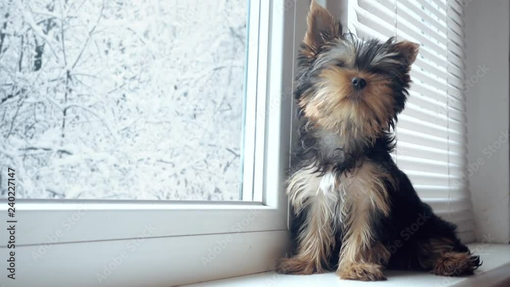 puppy yorkshire terrier looks around