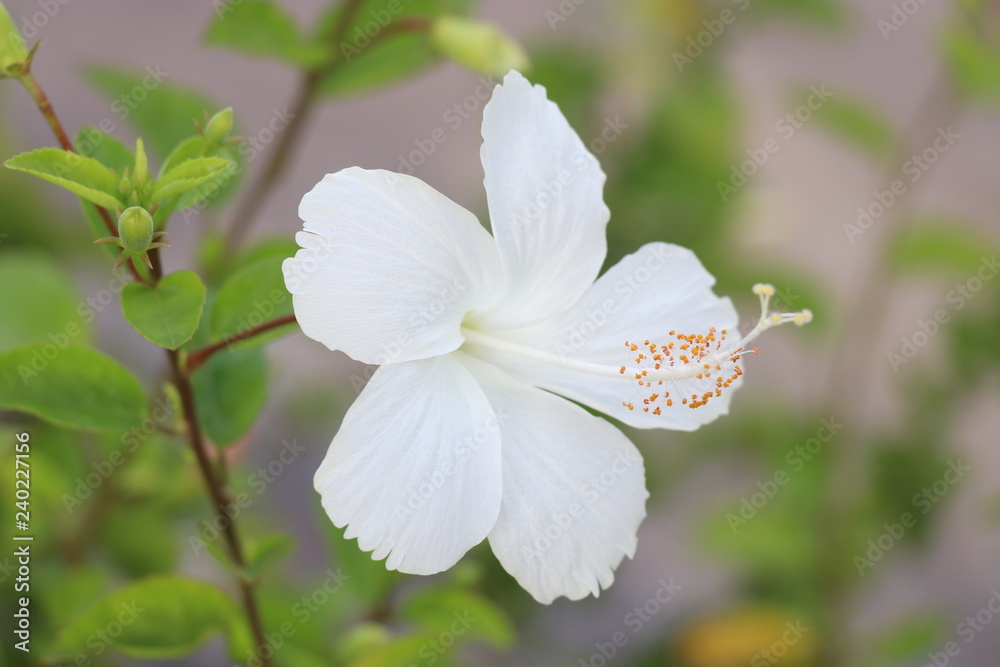 flower, white, spring, nature, blossom, green, tree, apple, flowers, plant, bloom, garden, branch, macro, blooming, flora, leaf, beauty, summer, petal, closeup, close-up, beautiful, floral, flowering flower, white, spring, nature, blossom, green, tree, apple, flowers, plant, bloom, garden, branch, macro, blooming, flora, leaf, beauty, summer, petal, closeup, close-up, beautiful, floral, flowering