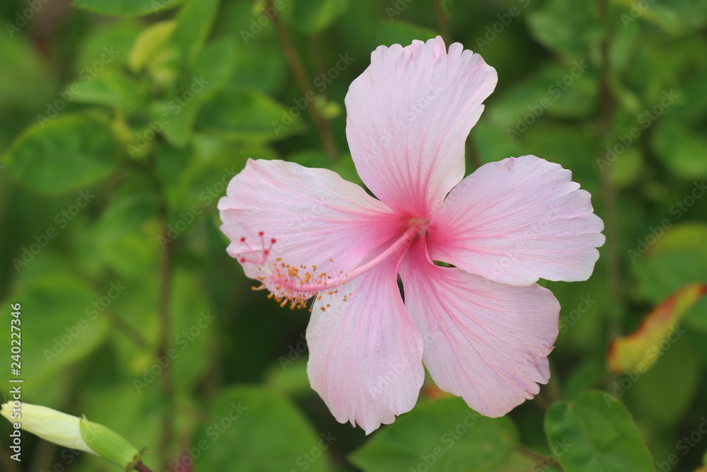 flower, pink, nature, garden, green, plant, flowers, purple, bloom, flora, blossom, summer, beauty, beautiful, spring, leaf, macro, petals, petal, floral, geranium, white, closeup, red, hibiscus flower, pink, nature, garden, green, plant, flowers, purple, bloom, flora, blossom, summer, beauty, beautiful, spring, leaf, macro, petals, petal, floral, geranium, white, closeup, red, hibiscus