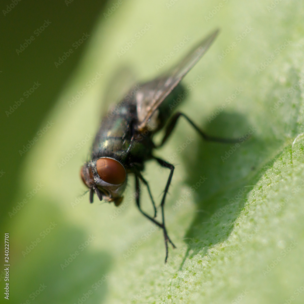 Fliege Fliege