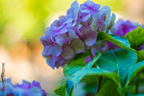 hydrangea