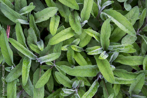 Salvia officinalis with green leaves is a big bush. Back of the leaves of the sage. Salvia officinalis photo